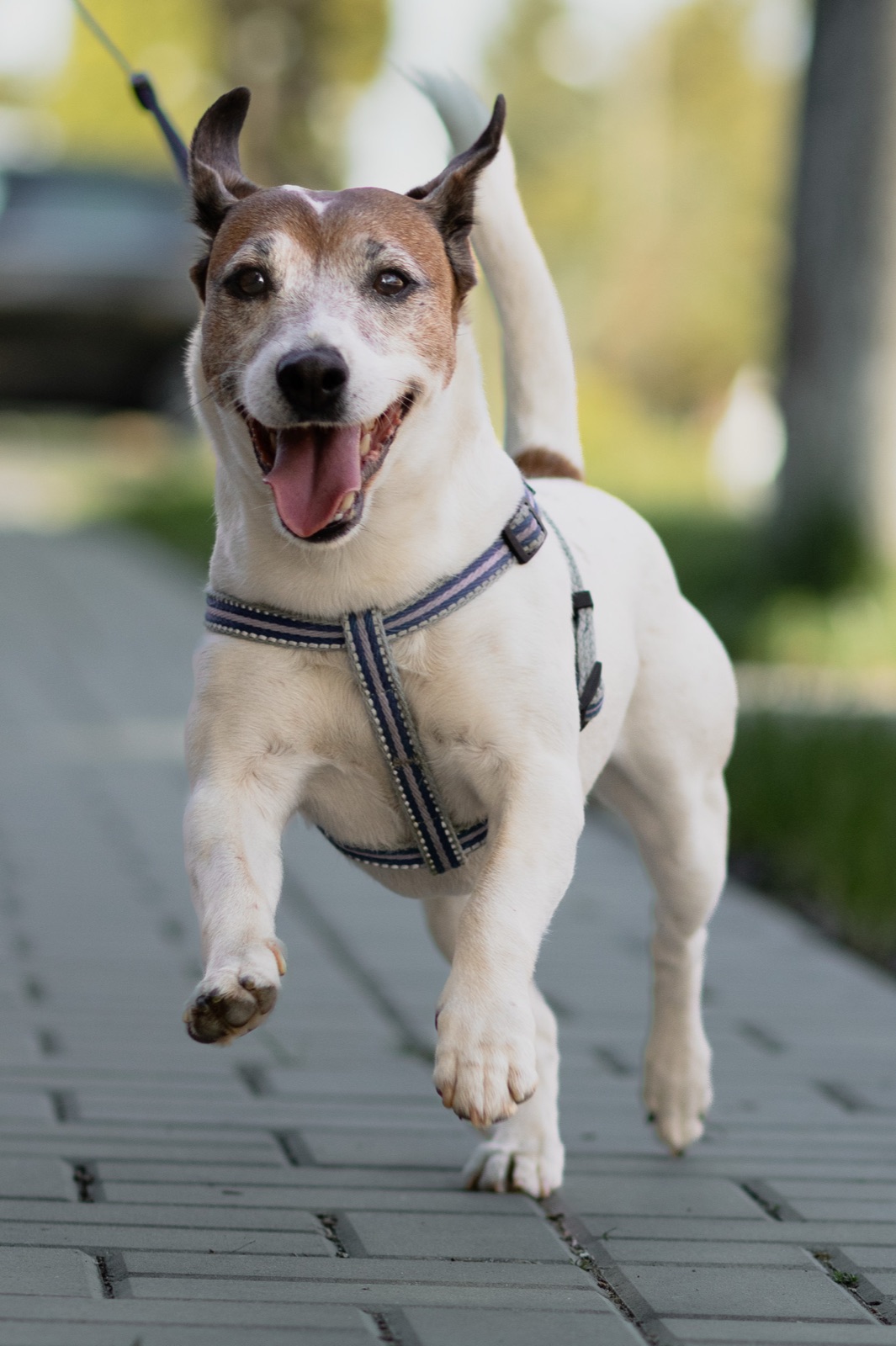 Jack russell biegnący po drewnianej ścieżce