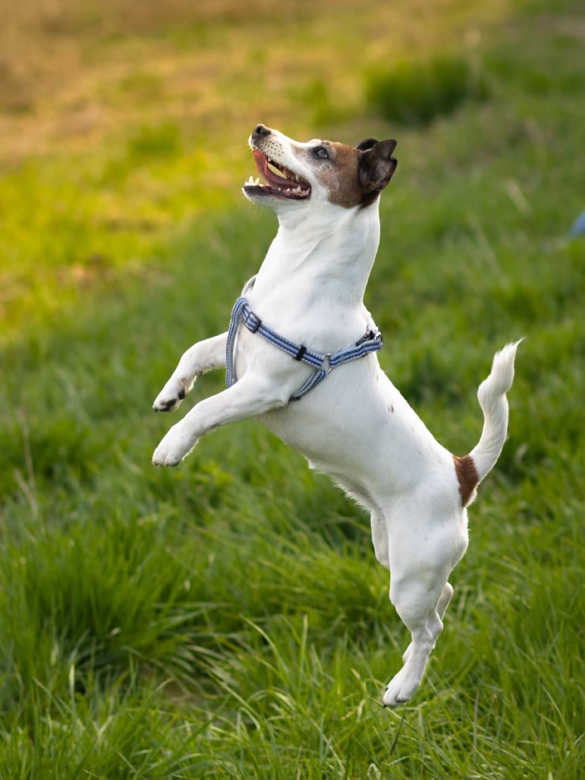 Jack russell skaczący w trawie podczas sesji plenerowej